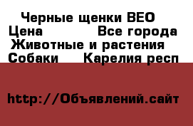 Черные щенки ВЕО › Цена ­ 5 000 - Все города Животные и растения » Собаки   . Карелия респ.